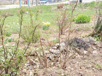 ベリーの挿し木