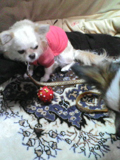 スケぞうとラン。