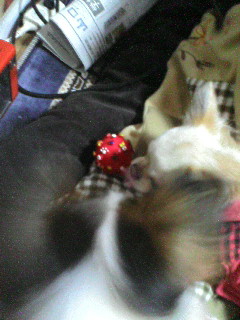 スケぞうとラン。