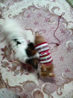 りんたろうとラン。