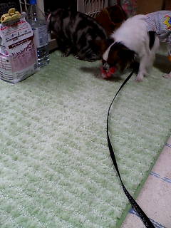 見せびらかし。