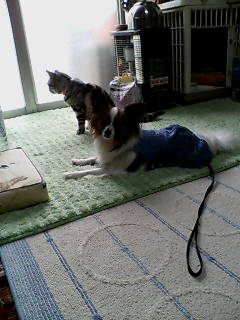 アイリスとラン。