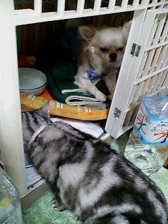 アイリスとスケぞう。