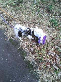 スケぞうとラン。