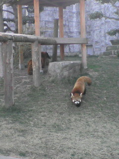 レッサーパンダ。