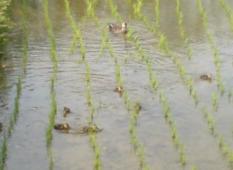 ハッピーとカルガモ