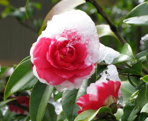 季節はずれの雪 2