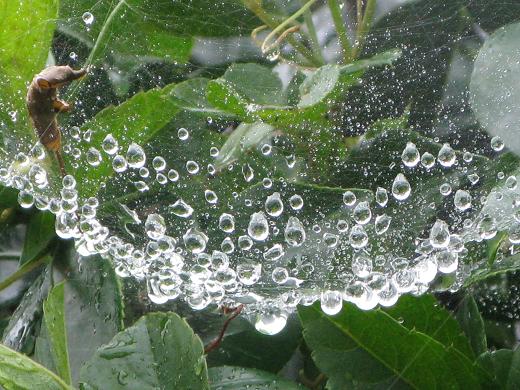 雨上がり 椿と蜘蛛の巣