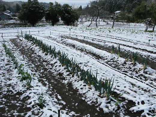 雪の朝 5