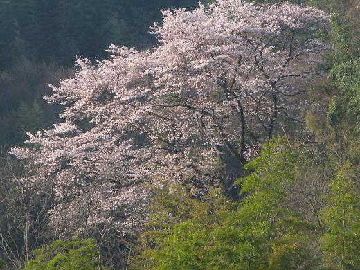 向かいの山の染井吉野 2