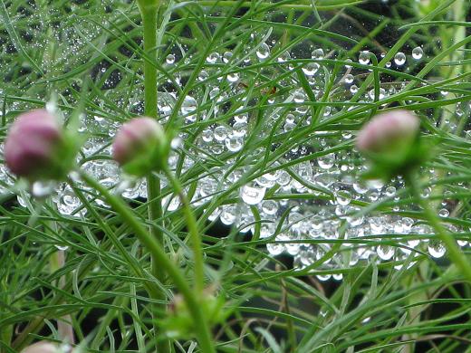 雨上がり 1