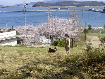 海まろ桜１