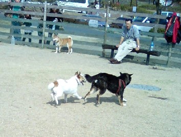 柴犬ハンター