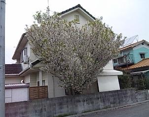 ハートの桜１
