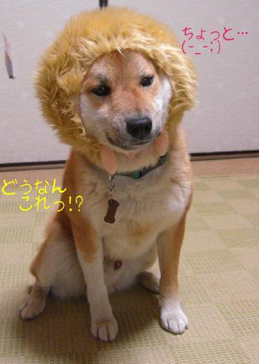 ライオン出現か～！？(゜o゜)