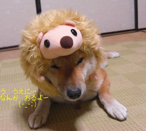 はりねずみ出現か～！？(゜o゜)