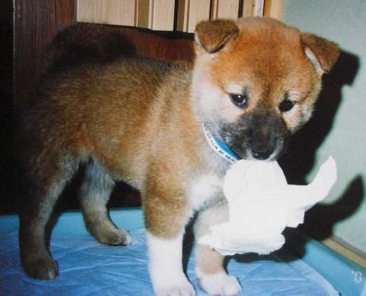 すでにティッシュ好き(^_^.)