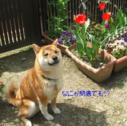 咲いた咲いた～！！