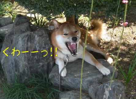 悪そうだけど。。。(^_^.)