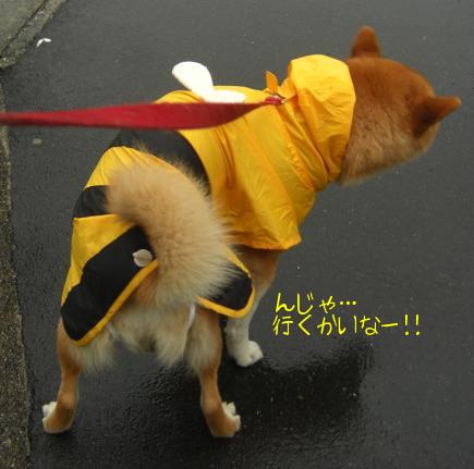 ぶんぶんちゃんデビュー１