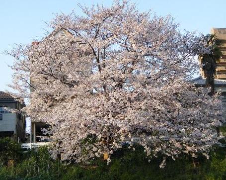 小野川の土手の桜