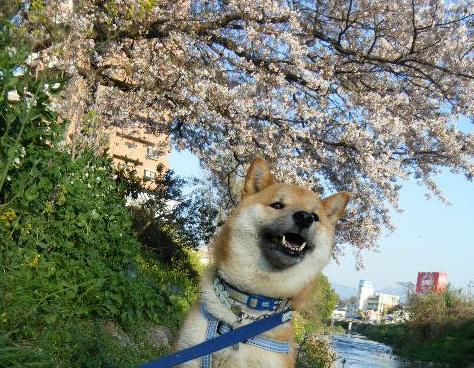 小野川の桜と。。。