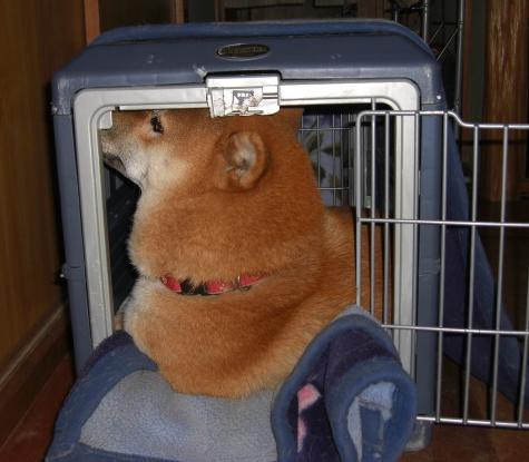 雨の日のめいとさん