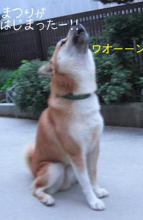 みこし音頭だワ～ン!!