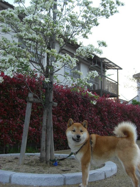 はなみずきと明友