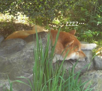 よく乾く洗濯物