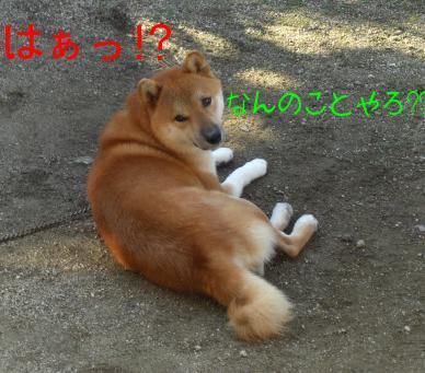 ナンでしょうか？？