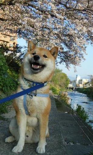 満開の桜の下で