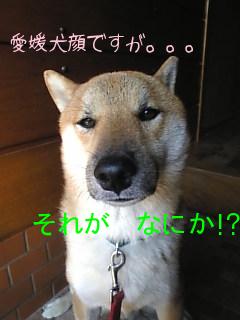 愛媛犬顔