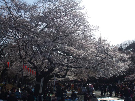 20100330上野公園の桜（１）