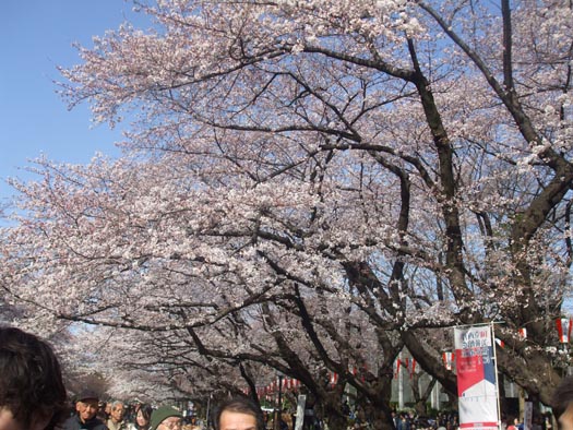 20100330上野公園の桜（２）
