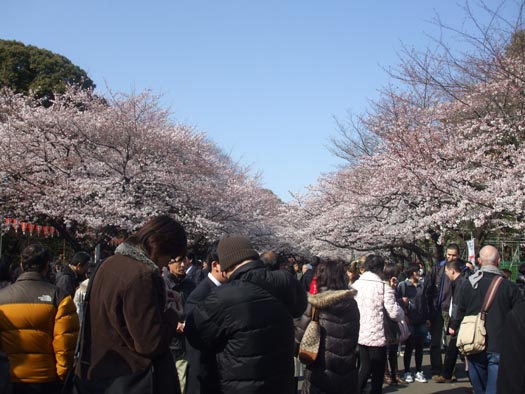 20100330上野公園の桜（３）
