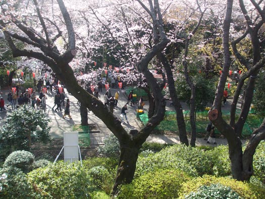 20100330清水観音堂からみた上野の桜