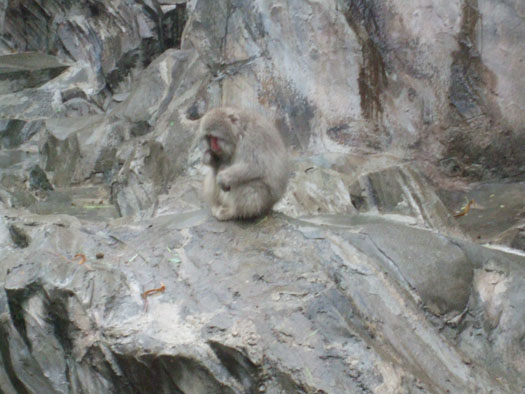 20101009上野動物園（３）サル山のサル