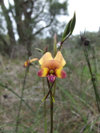 Common Donkey Orchid 22.JPG