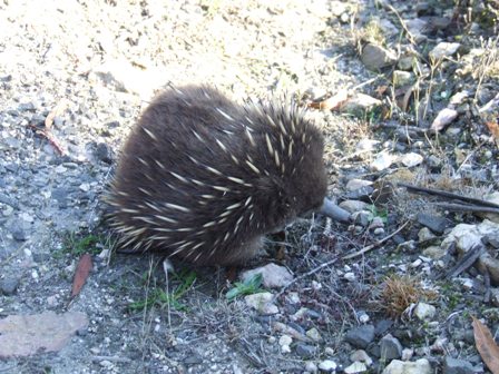 Echidna Baby.JPG