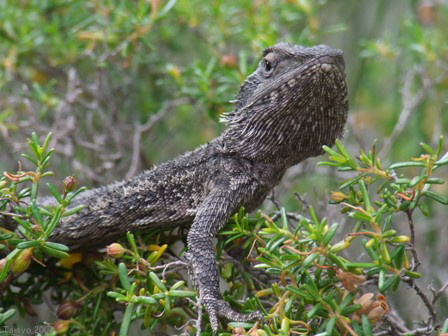 Pogona minor 13.JPG