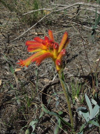 Anigozanthos humilis (Catspaw).JPG