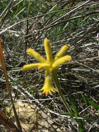 Anigozanthos humilis Lindl. subsp. humilis.JPG