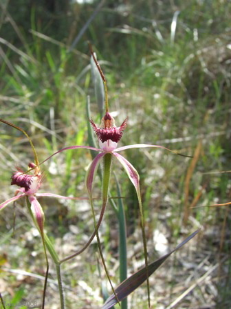 Spider Orchid.JPG