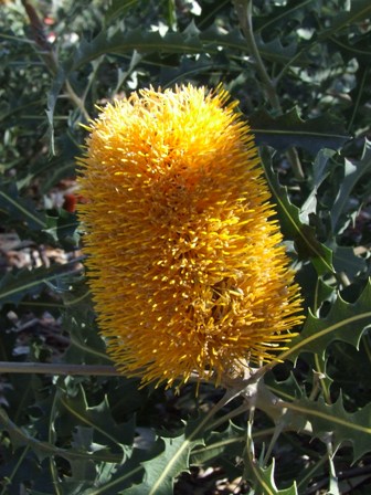 Banksia ashbyi Baker f. 1.JPG