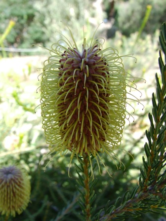 Banksia meisneri Lehm..JPG