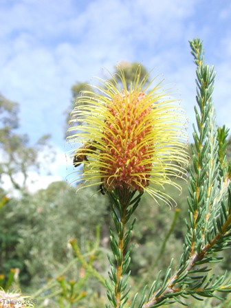 Scarlet Banksia.JPG