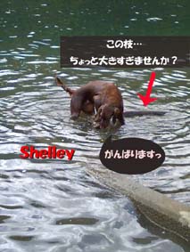 shelley