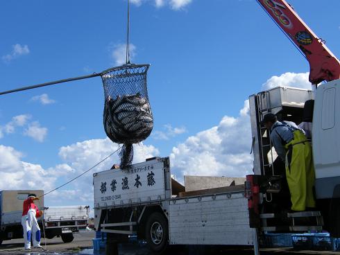 サケ水揚げー1.JPG