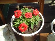 赤　カランコエ2.JPG